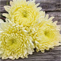 Vanilla Haze Mum Seeds - 200+ Chrysanthemum Flower Seeds - Annual Blooming Variety - Perfect for Garden Planting