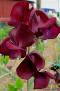 Monty Don Sweet Pea 50 Seeds for Garden Planting - Lathyrus odoratus - USA Shipping