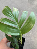 Rhaphidophora decursiva "Dragon Tail" 4" Pot Rooted Plant or 3 Cuttings - Exotic Green Indoor Houseplant