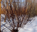 Blackskin Willow Bush Cuttings - 2 Rare Black Branches - Salix myrsinifolia