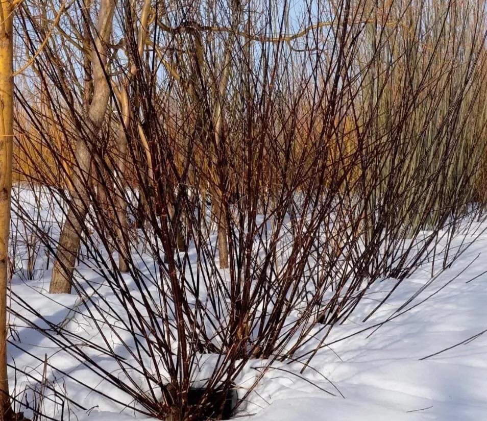 Blackskin Willow Bush Cuttings - 2 Rare Black Branches - Salix myrsinifolia