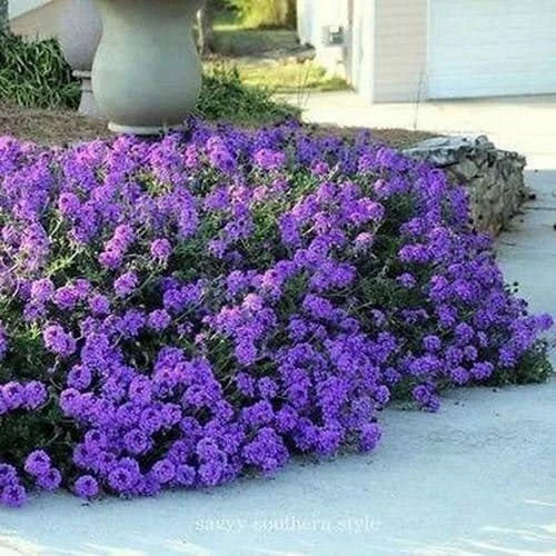 Moss Verbena Ground Cover Seeds 100+ Seeds Purple Flowering Verbena Tenuisecta