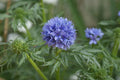 Globe Gilia Seeds - 1000 Seeds - Drought Tolerant Blue Flowers - Gilia capitata - Buy Any 15 Ships Free
