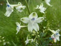 Peacock Larkspur Seeds - 200+ Pack - Delphinium Variety - USA Grown - Free Shipping