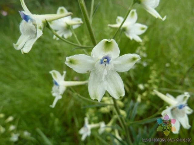 Peacock Larkspur Seeds - 200+ Pack - Delphinium Variety - USA Grown - Free Shipping