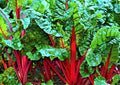 Ruby Red Swiss Chard Seeds - NON-GMO, 100+ Seeds, Heirloom Variety - Beta vulgaris subsp. cicla