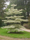 Giant Dogwood Seeds - 20 Pack, Cornus controversa, Ornamental Tree Seeds, Unique Landscape Planting