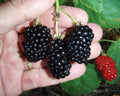 Natchez Thornless Blackberry Plant 3" Pot Rubus fruticosus Rooted