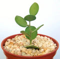 Rare Succulent Plant 4" Xerosicyos danguyi Cactus Vine - Unique Indoor Greenery for Plant Lovers