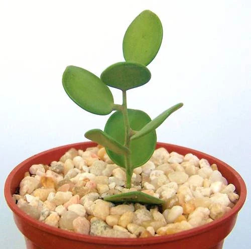 Rare Succulent Plant 4" Xerosicyos danguyi Cactus Vine - Unique Indoor Greenery for Plant Lovers