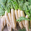 Daikon Radish Seeds 5 LB - Extremely Large Radish for Deer Food Plot - Raphanus sativus