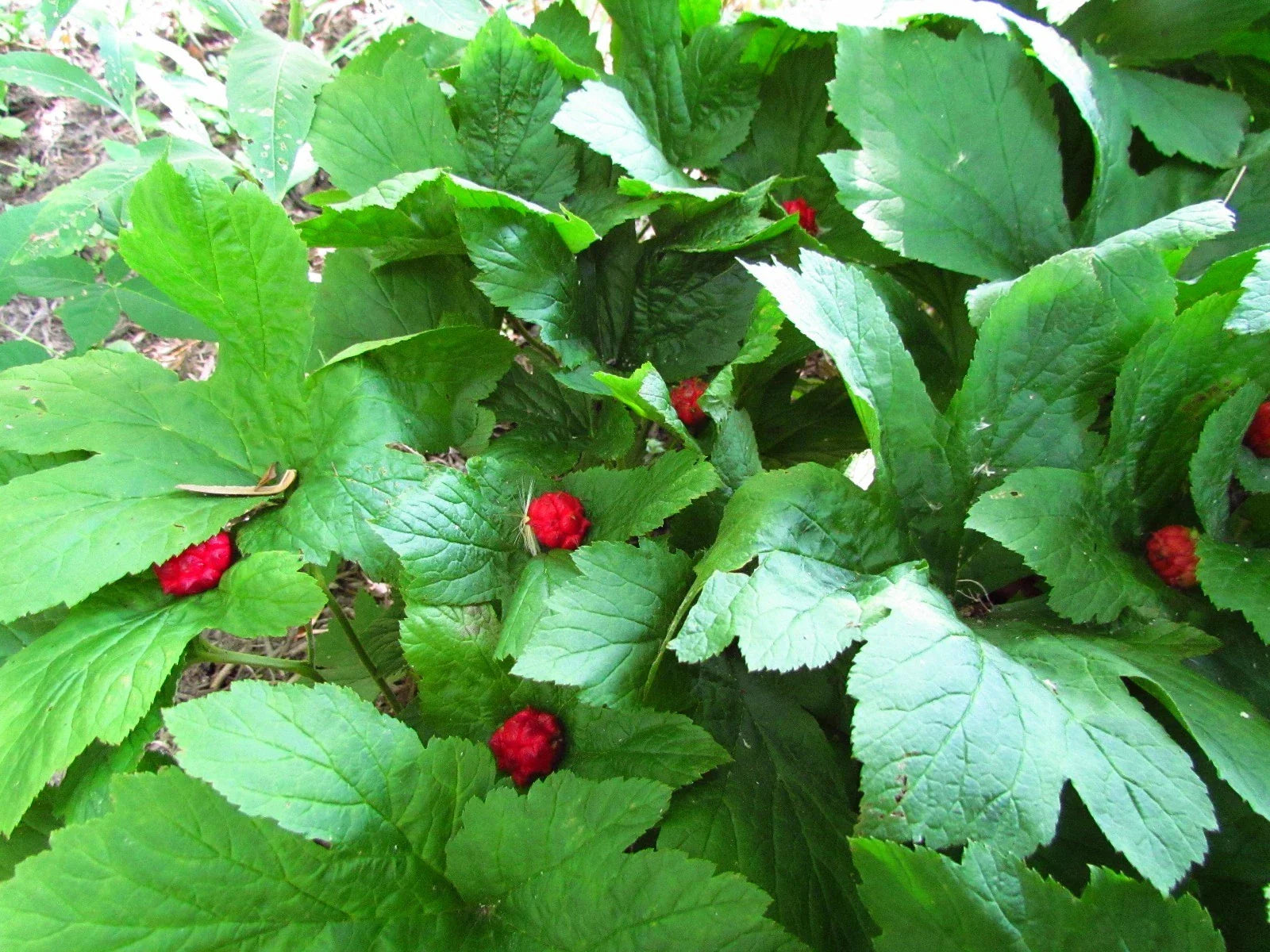 Golden Seal Roots - 20 Count - Hydrastis canadensis - Medicinal Herbal Plant Roots