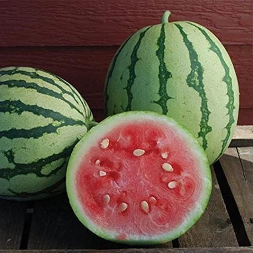 Queen of Dixie Watermelon Seeds - 10 Pack, Vibrant Skin, Sweet Flavor, Citrullus lanatus