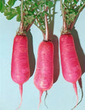 Pink Summercicle Radish Seeds - Fresh Non-GMO Vegetable Seeds for Home Gardening - Raphanus sativus