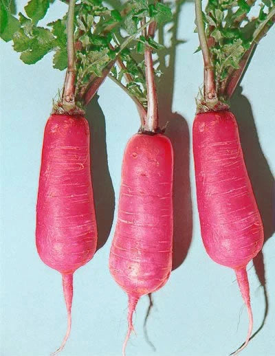 Pink Summercicle Radish Seeds - Fresh Non-GMO Vegetable Seeds for Home Gardening - Raphanus sativus