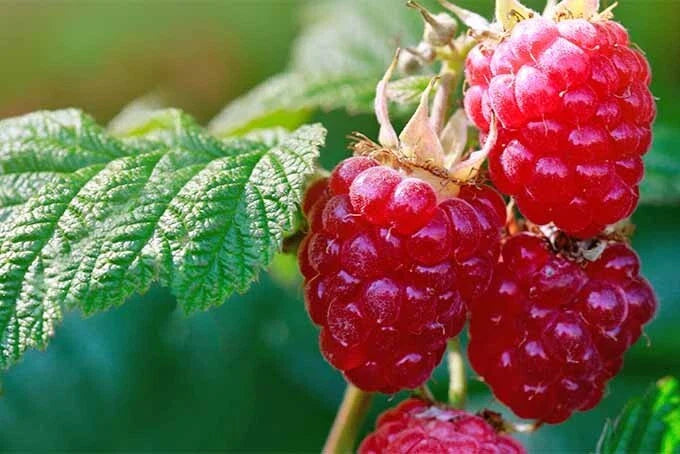 Raspberry Red Seeds, 30 Seeds, Organic, Rubus idaeus, Fruit Bush for Home Garden