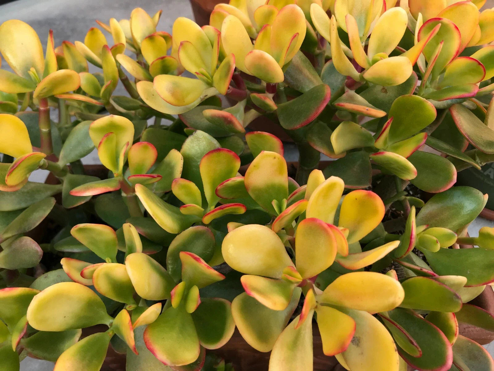 Golden Jade Plant Cuttings 5" Hummels Sunset Crassula Ovata Argentea - 2 Pack