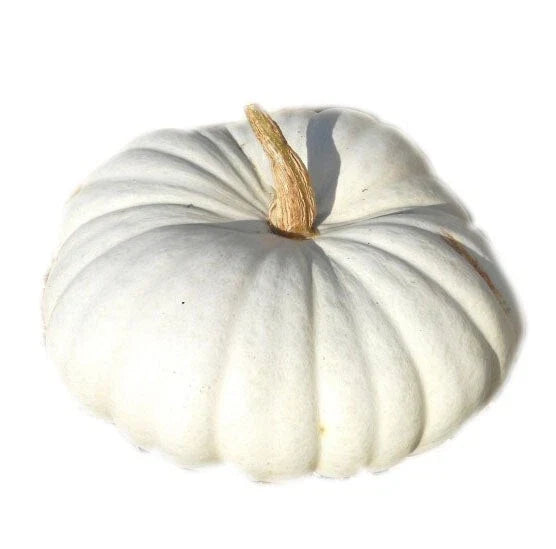 White Flat Boer Pumpkin Seeds - Fresh Heirloom Seeds for Planting - Cucurbita pepo