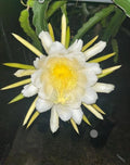 Dragon Fruit Cutting 8-12 Inches, Sweet Julie Variety, Hylocereus undatus