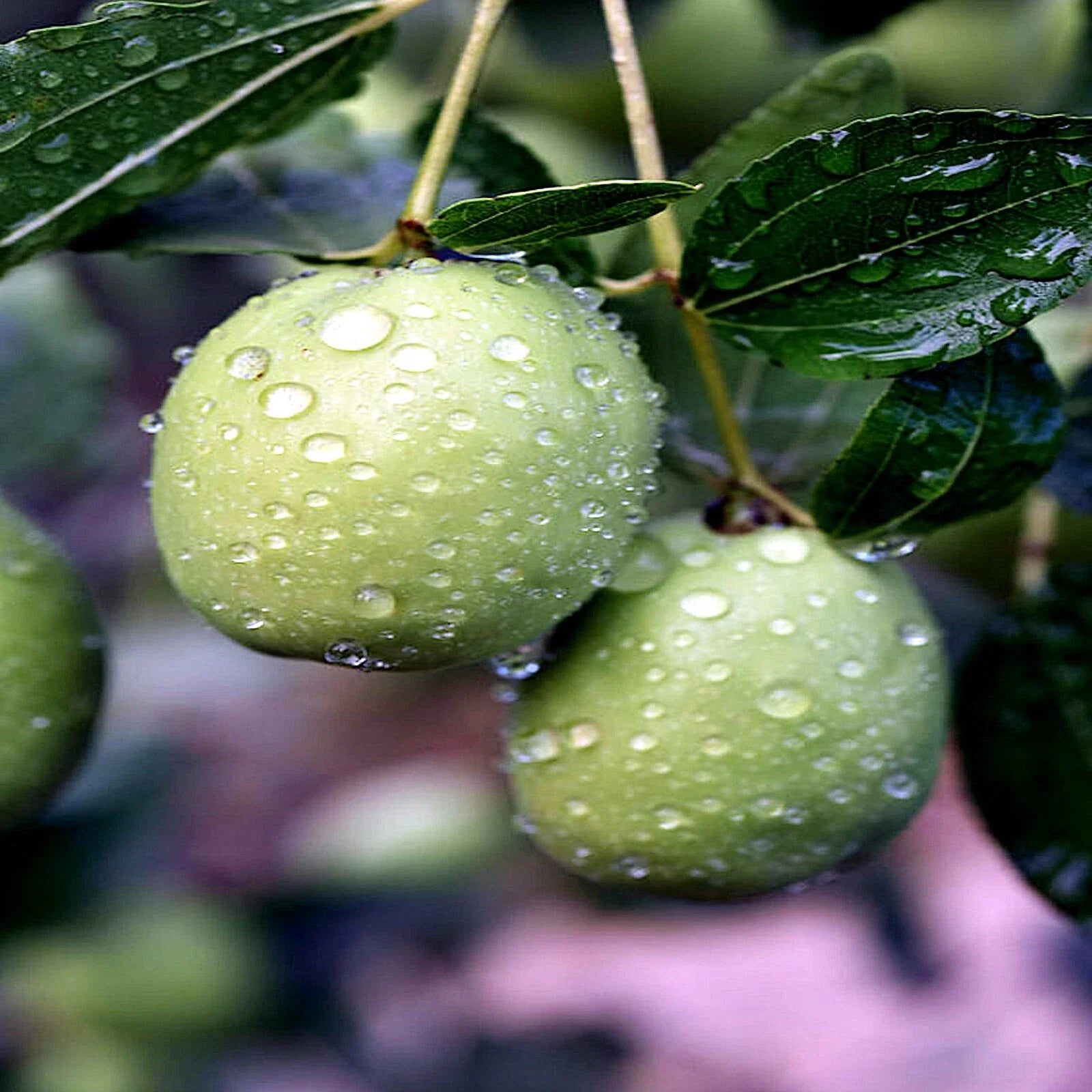 Jojoba Tree Seeds - Rare Medicinal Fruit Oil Plant - Simmondsia chinensis - Goat Nut Seeds