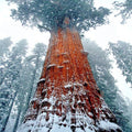 California Coast Redwood Seeds - Giant Sequoia Bonsai - Sequoiadendron giganteum - Tallest Tree in the World!