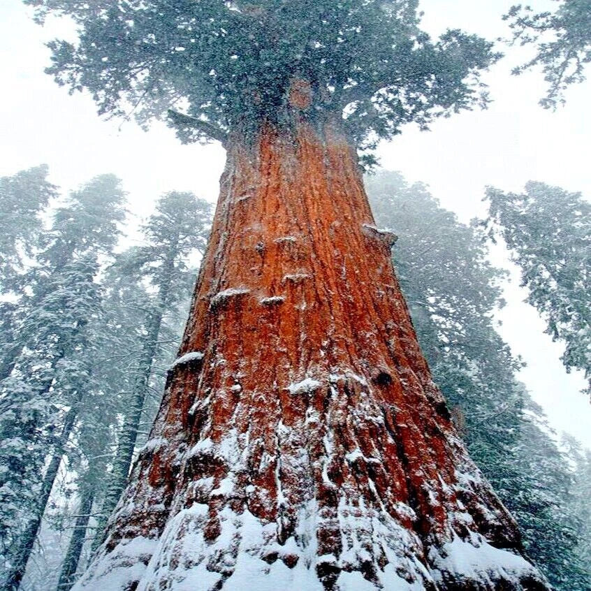California Coast Redwood Seeds - Giant Sequoia Bonsai - Sequoiadendron giganteum - Tallest Tree in the World!
