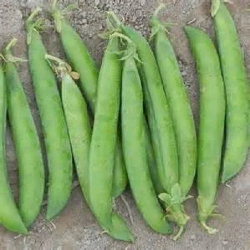 Maestro Pea Seeds - Fresh Pea Seed Variety - Pisum sativum - Non-GMO, Heirloom, Garden Seeds - Free Shipping Available