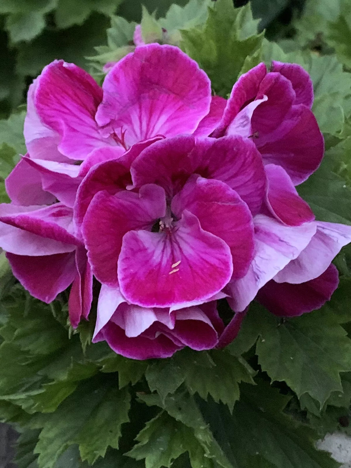 Rare Pink and White Streaks Geranium Cuttings - 3 Starter Cuttings (Pelargonium)