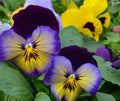 Cool Wave Pansy Seeds - 20 Pack, Beautiful Mix for Planting and Garden - Viola x wittrockiana
