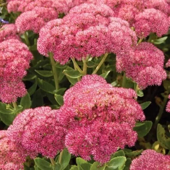 Sedum Autumn Joy Cuttings 4-Pack, Pink Blooms, Hylotelephium telephium, Hardy Perennial, Bee-Friendly, Drought Tolerant