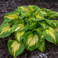 Hosta Plant in 5.25" Pot | Etched Glass Variety | Proven Winners Perennial | Hosta spp.