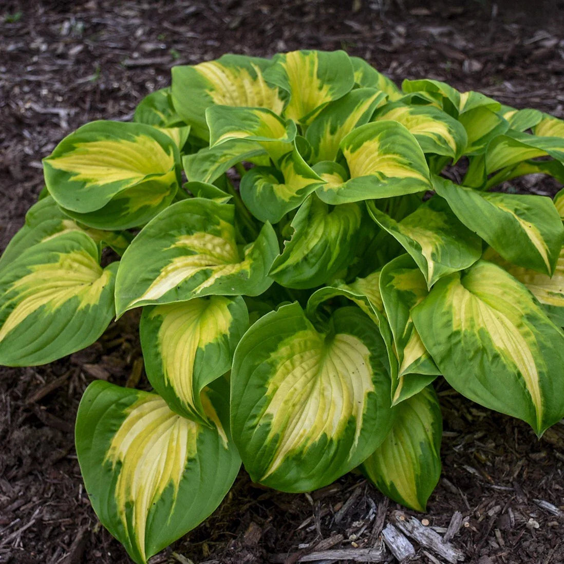 Hosta Plant in 5.25" Pot | Etched Glass Variety | Proven Winners Perennial | Hosta spp.