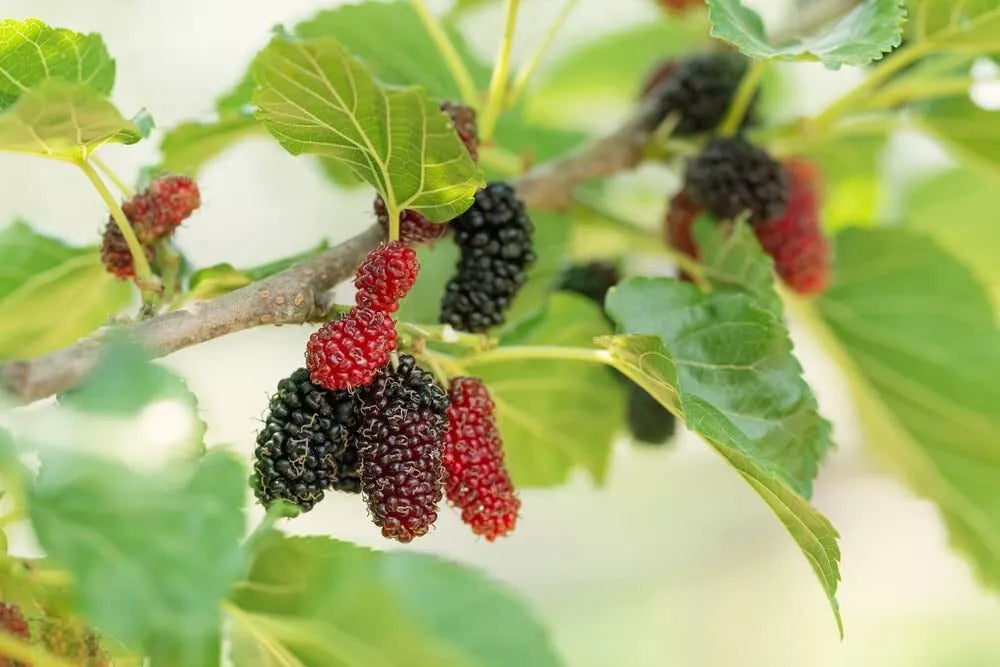 Fruit Seeds for Planting - 100 Pack Assorted Varieties - Heirloom Fruit Seeds - Organic Gardening Essentials