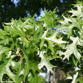 Pin Oak Tree Seedlings | Live Trees for Planting | Quercus palustris | No Ship to California
