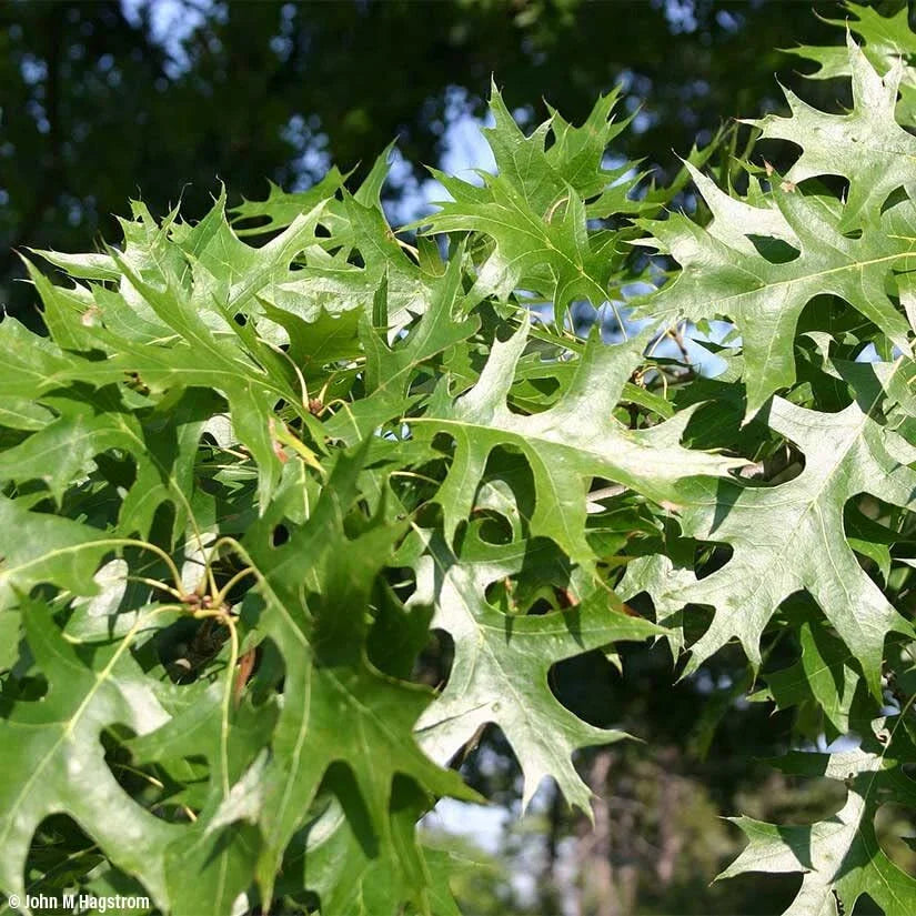 Pin Oak Tree Seedlings | Live Trees for Planting | Quercus palustris | No Ship to California
