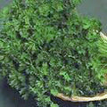 Parsley Seed - Dark Green Italian Heirloom, Non-GMO, 1000 Seeds - Petroselinum crispum