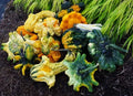 Crowns Gourds Seeds - 12+ Fresh Gourd Seeds - Ideal for Planting - Cucurbita maxima