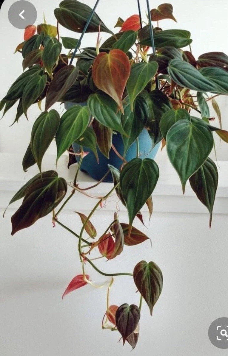Philodendron Micans Cuttings - 4 Rare Velvet Leaf Green & Bronze Cuttings - Ideal for Propagation or Planting