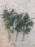 Fresh Cutting Common Rue Plant - Ruta Graveolens - Herb of Grace - Ready to Plant - Aromatic Culinary Herb