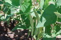 Black Turtle Pole Bean Seeds - Heirloom Variety - 100+ Seeds - Terrific Black Bean (Phaseolus vulgaris)