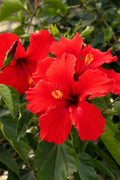 Hibiscus Plant Starter 3-5" Plug Red Hibiscus rosa-sinensis President Variety