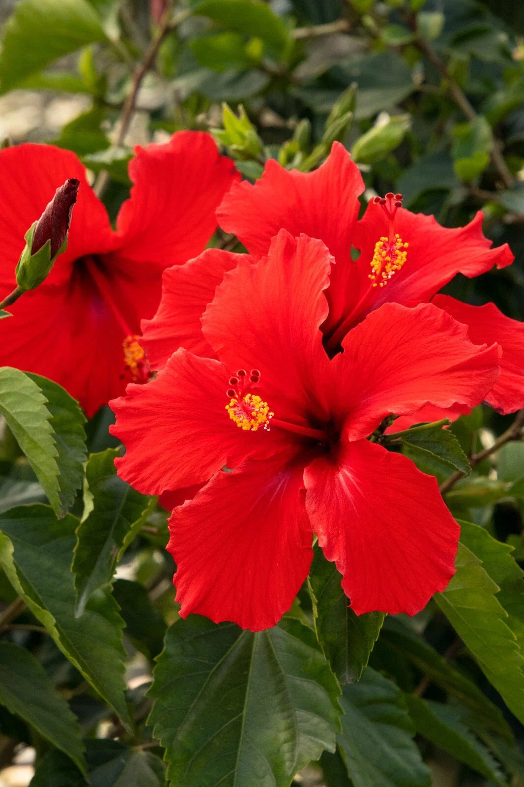 Hibiscus Plant Starter 3-5" Plug Red Hibiscus rosa-sinensis President Variety