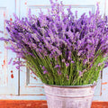 Vera Lavender Seeds - Sweet English Perennial Purple Flower - Lavandula angustifolia for 2025 Planting