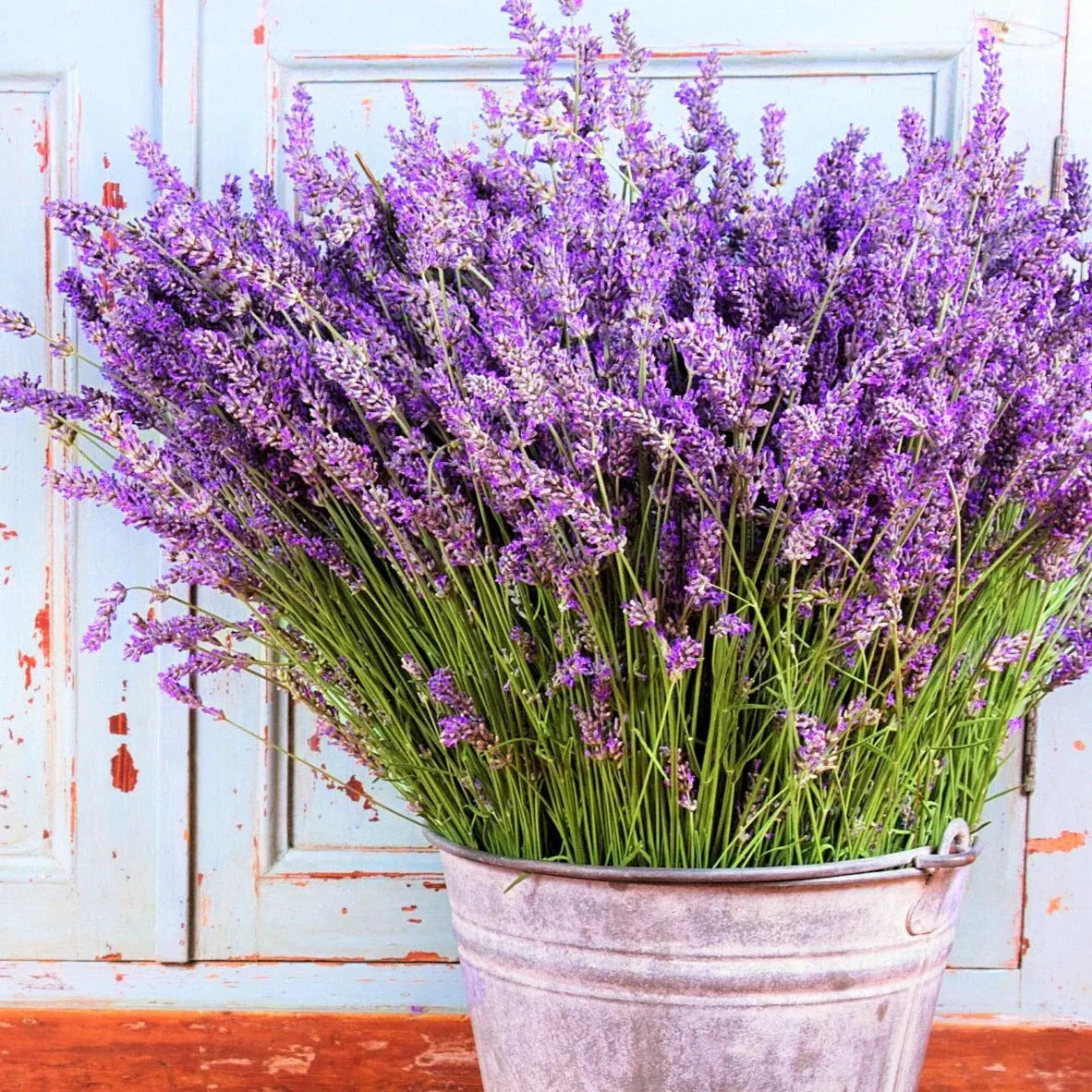 Vera Lavender Seeds - Sweet English Perennial Purple Flower - Lavandula angustifolia for 2025 Planting