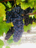 Thomcord Seedless Table Grape Cuttings - 5pcs - Vitis labrusca - US Seller