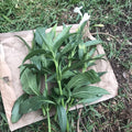 Mexican Petunia Cuttings 6" to 8" White Ruellia Tuberosa Live RARE Unrooted 4 Pack