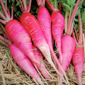 China Rose Radish Seeds | Pink Red Daikon Radishes | Asian Vegetable Seeds | Raphanus sativus