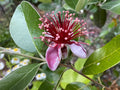 Pineapple Guava Tree Cuttings 4-Pack Self Fertile Cold Hardy Edible Feijoa sellowiana