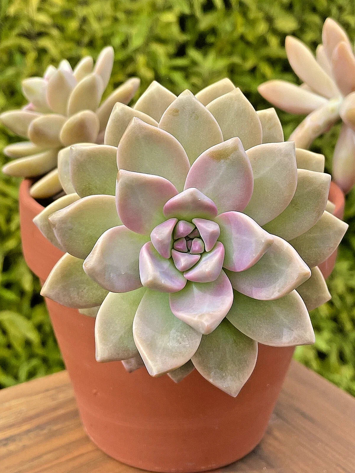 Rare Graptosedum Ghosty Succulent Unrooted Cutting 3-Inch Live Plant (Graptosedum) - Unique One-Head Variety