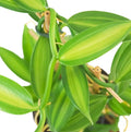 Live Variegated Vanilla Vine Plant – 3-5" Tall – Rooted – Rare Vanilla Planifolia